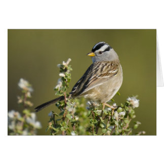 Sparrow con corona blanca