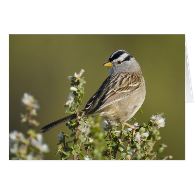 Sparrow con corona blanca (Anverso (Horizontal))