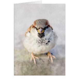 Sparrow - El guerrero