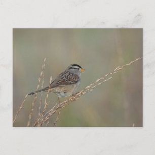 Sparrow en la postal Grass 2