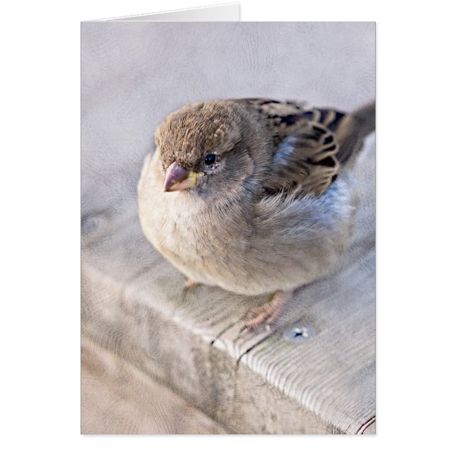 Sparrow - Sobrepeso (Frente)