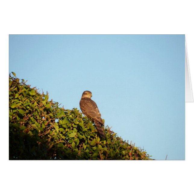 Sparrowhawk (Anverso (Horizontal))
