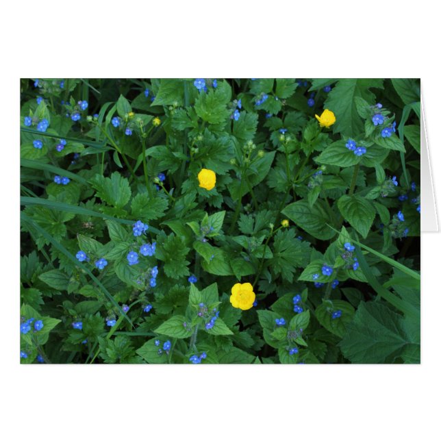 Speedwell and Buttercups (Anverso (Horizontal))
