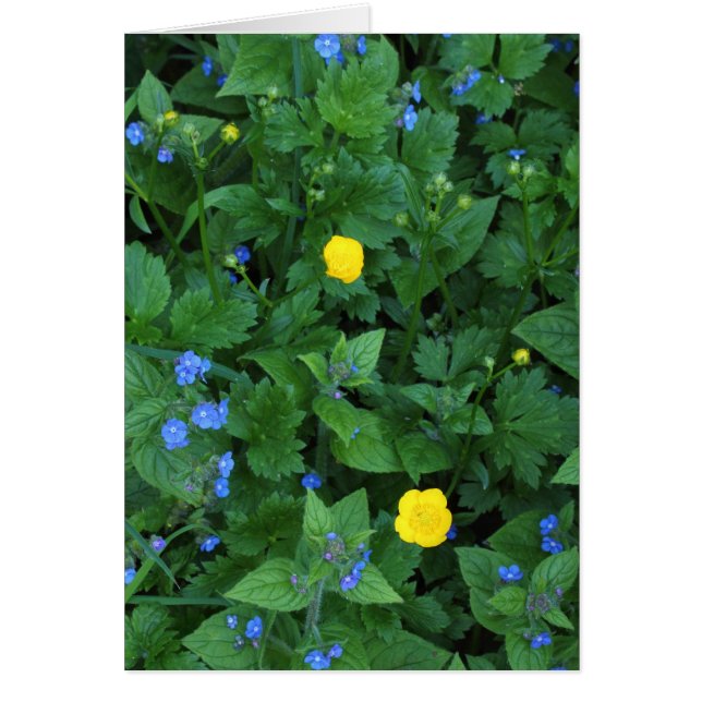 Speedwell and Buttercups (Frente)