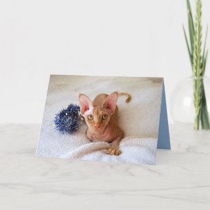 Sphinx Cat Con Tarjeta De Tinsón Azul