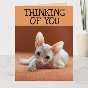 SPHYNX CAT PENSANDO EN USTED GRACIAS A LA TARJETA