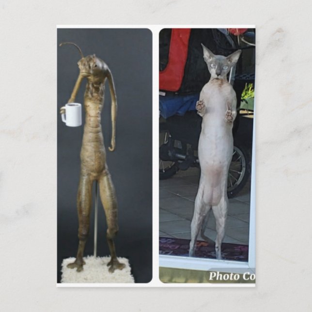 Sphynx Silly - Gibs comparado con la postal aliení (Anverso)