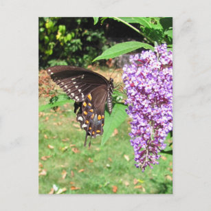 Spicebush mariposa ~ postal