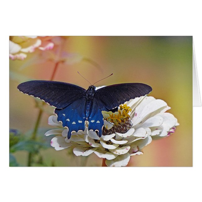 Spicebush Swallowtail (Anverso (Horizontal))