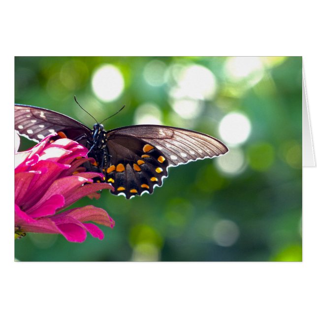 Spicebush Swallowtail (Anverso (Horizontal))