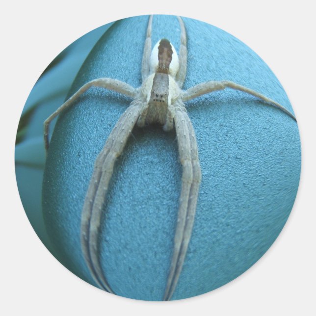 Spider 164 ~ pegatina (Anverso)