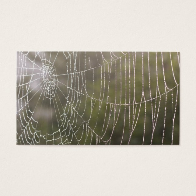 Spider Cobweb (Frente)