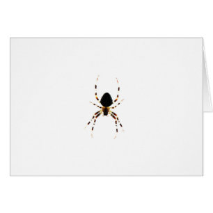 Spider gcna