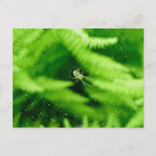 Spider Orb Weaver en la tarjeta postal de ferns (Anverso)