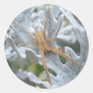 Spider sobre los Pegatinas Dusty Miller