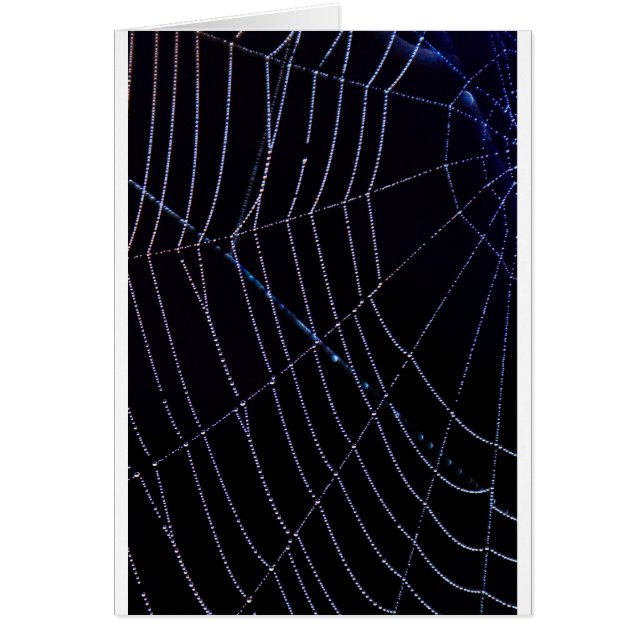 Spider Web (Frente)