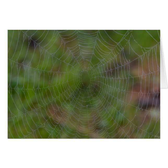 Spiderweb con gotas (Anverso (Horizontal))