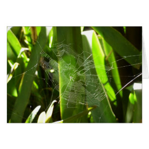 Spiderweb en la naturaleza de las hojas tropicales