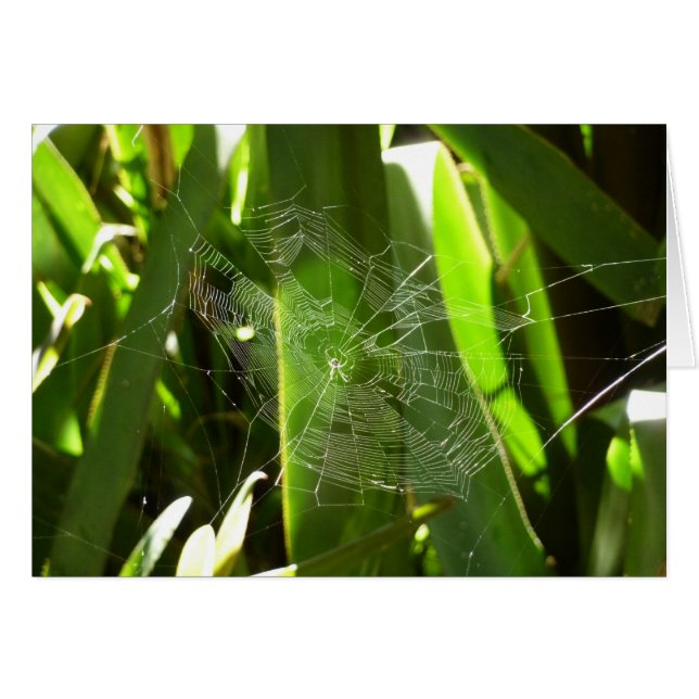 Spiderweb en la naturaleza de las hojas tropicales (Anverso (Horizontal))