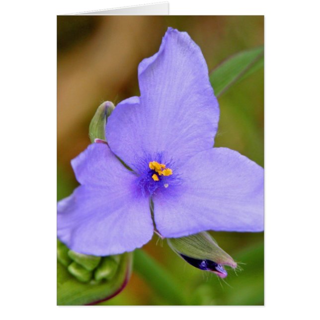Spiderwort (Frente)