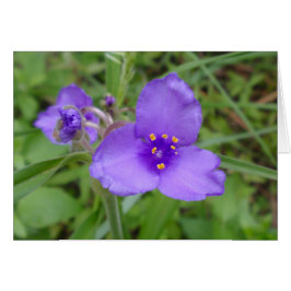 Spiderwort Purple Wildflower
