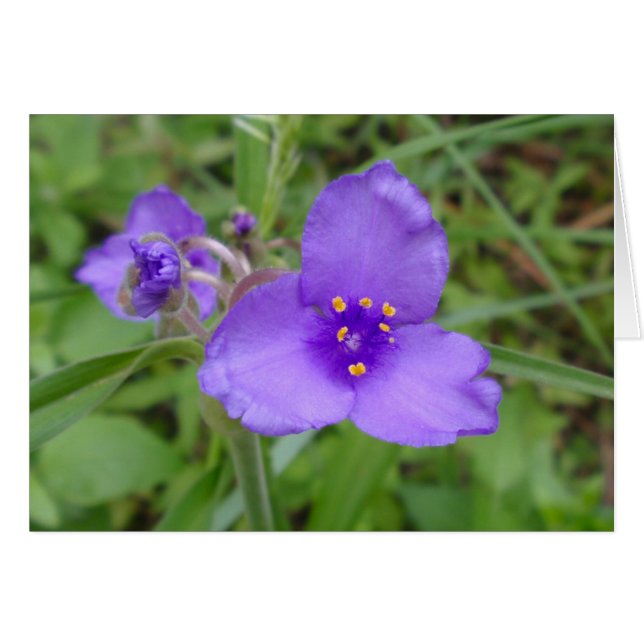 Spiderwort Purple Wildflower (Anverso (Horizontal))