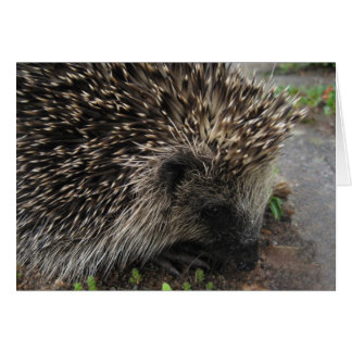 Spiky el erizo - Tarjeta