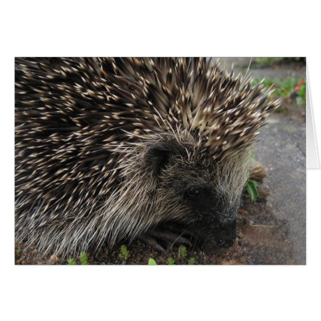 Spiky el erizo - Tarjeta (Anverso (Horizontal))