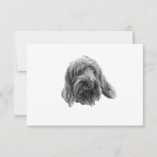 Spinone Agradecimiento Tranquilo