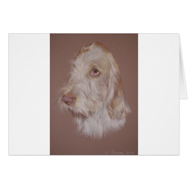 Spinone italiano (Anverso (Horizontal))
