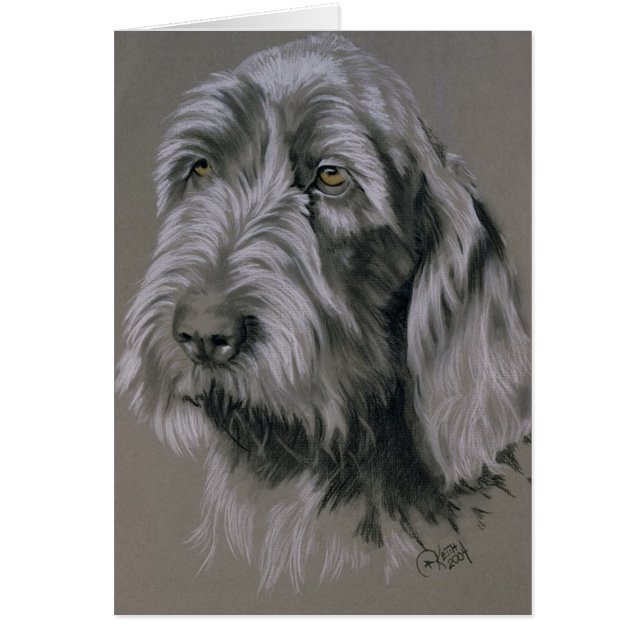 Spinone Italiano (Frente)