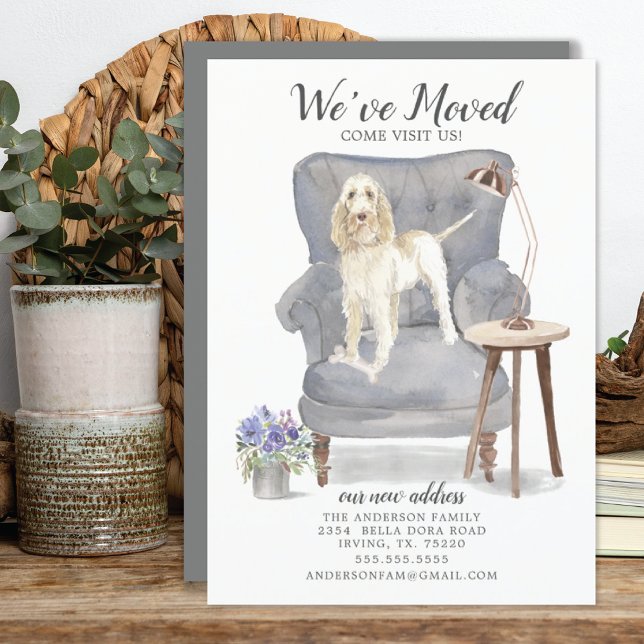Spinone Italiano Hemos movido la Invitación (Subido por el creador)