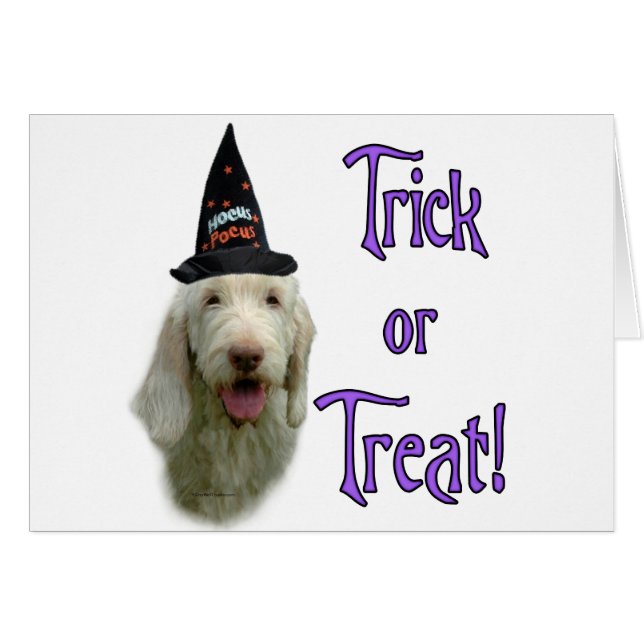 Spinone Italiano Trick (Anverso (Horizontal))