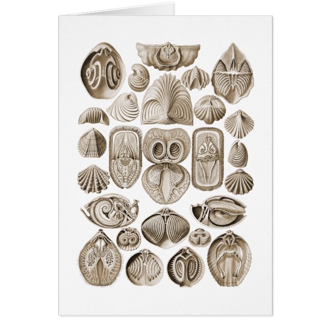 Spirobranchia (Frente)