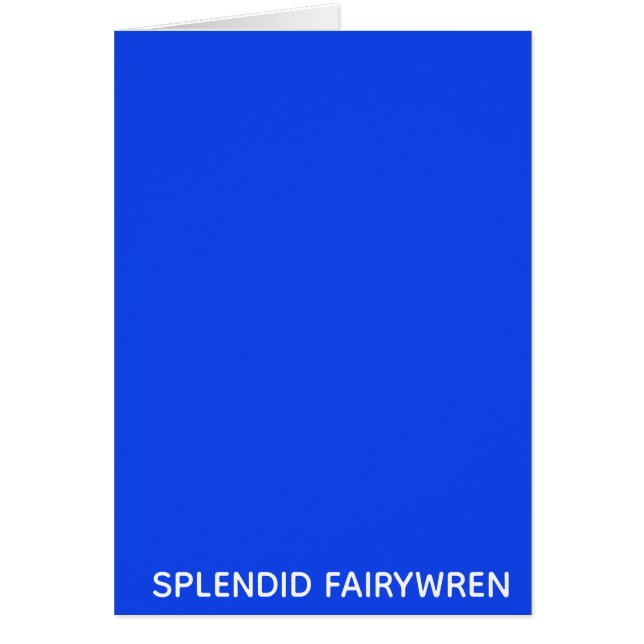 Splendid Fairywren Blue Color Name (Frente)