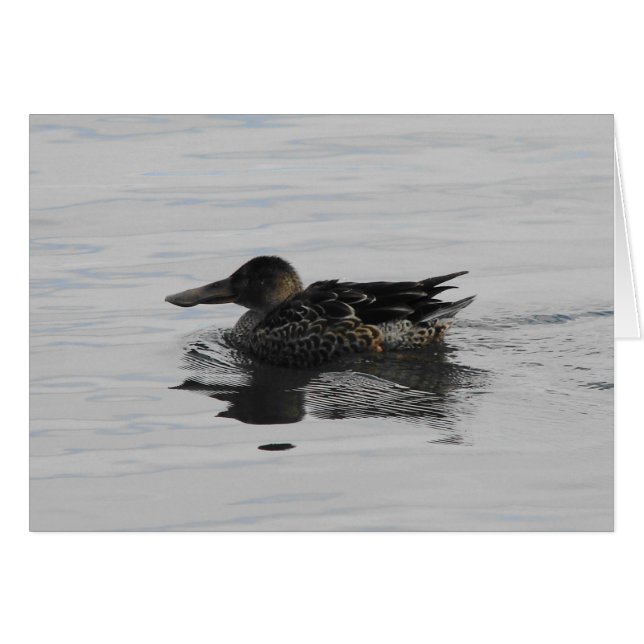 Spoonbill Duck (Anverso (Horizontal))