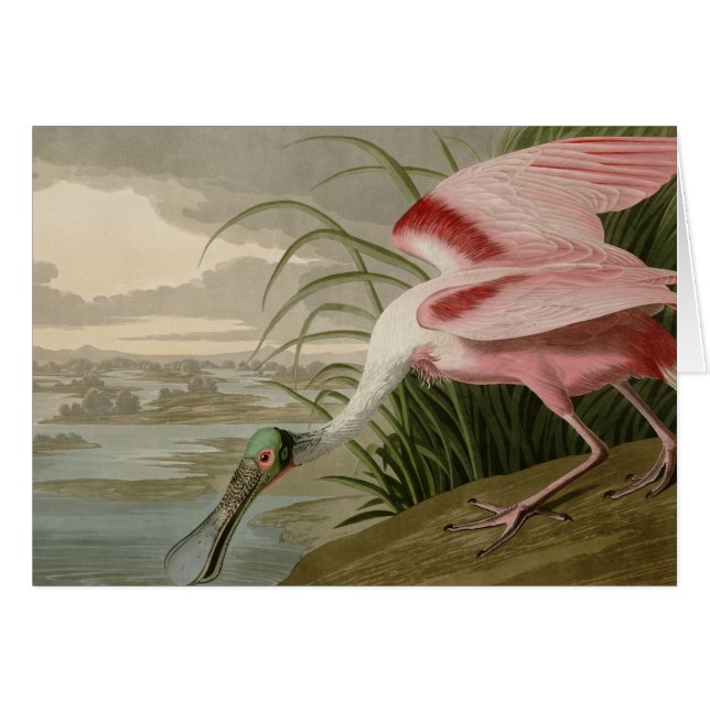 Spoonbill rosado (Anverso (Horizontal))