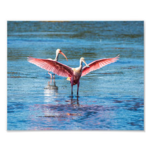 Spoonbill rosado favorable foto de 10 de x 8 Kodak