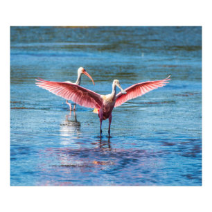 Spoonbill rosado favorable foto de 48 de x 40