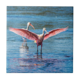 Spoonbill rosado pequeño 4,25" x 4,25" teja de la