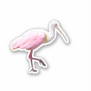 Spoonbill Vinyl Pegatina