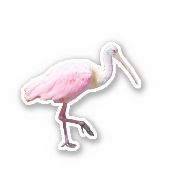 Spoonbill Vinyl Pegatina (Anverso)