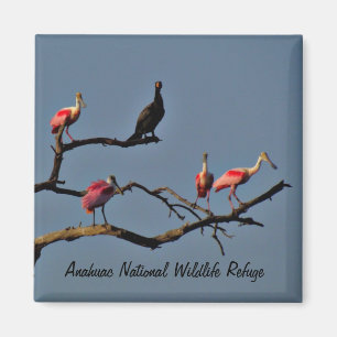 Spoonbills e imán del cormorán