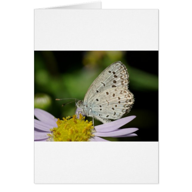 Spotted Cream Coloured Butterfly (Frente)