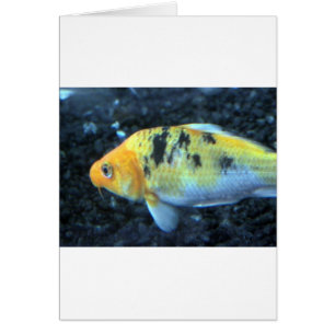 Spotted Goldfish