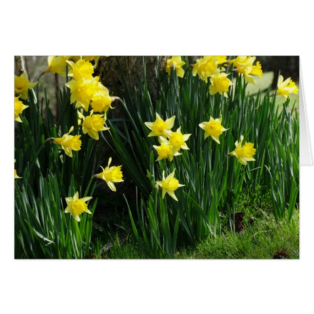 Spring Daffodils (Anverso (Horizontal))