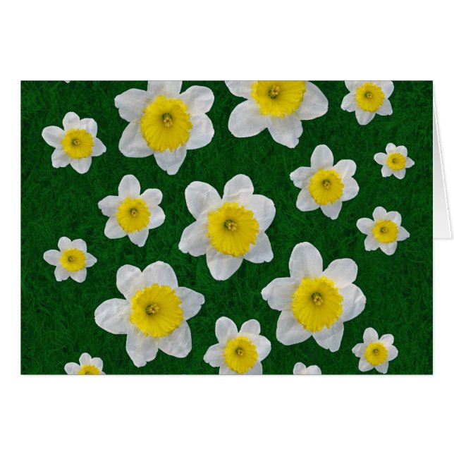 Spring Daffodils (Anverso (Horizontal))