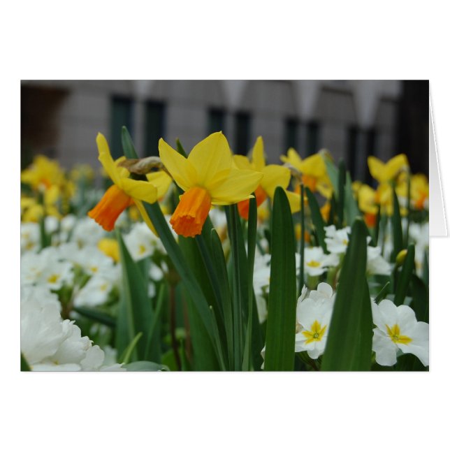Spring Daffodils (Anverso (Horizontal))