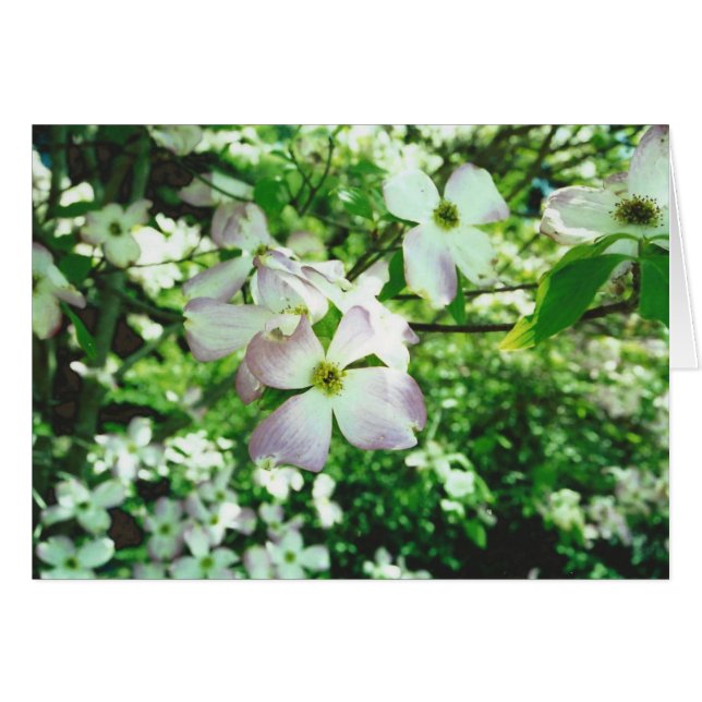 Spring Dogwood (Anverso (Horizontal))