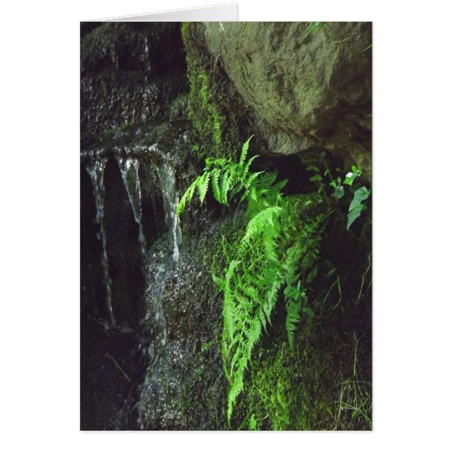 Spring Fern (Frente)